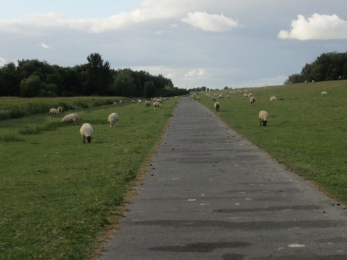 Radweg am Elbe-Deich